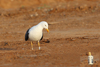 1cy fuscus in August, ringed in Finland. (81365 bytes)